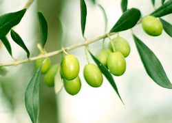 Гороскоп друидов: дуб, берёза, маслина, бук
