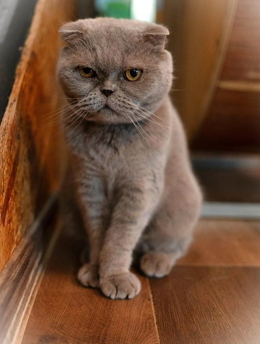 Вы видели эти ушки?!  | Источник: Котейня «ЧуКОТка» | котокафе Самара 