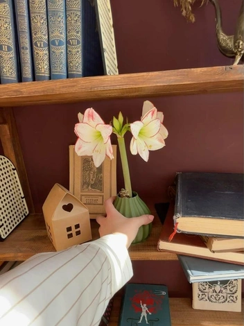 Цветок можно поставить на книжную полку, например  | Источник: из личного архива героини публикации