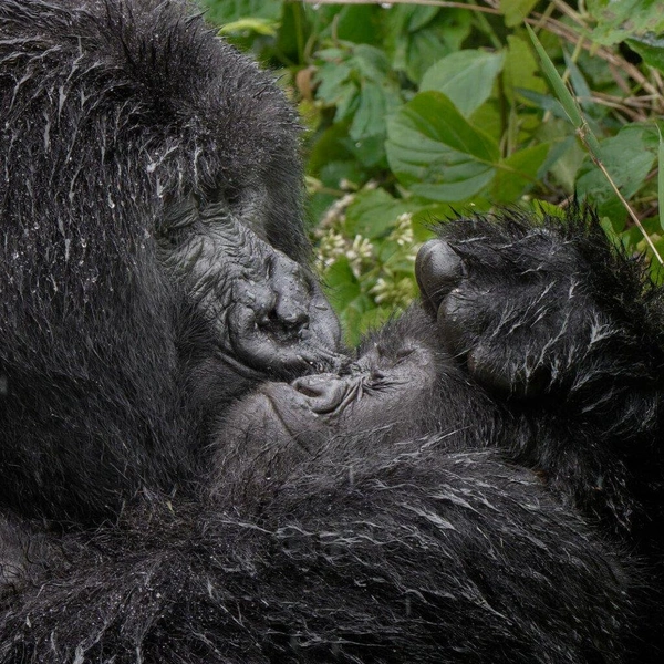 «Мам, ну хватит уже!» | Источник: Mark Meth-Cohn / Nikon Comedy Wildlife Awards 2025