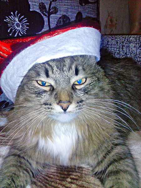Котики Встречают Новый Год