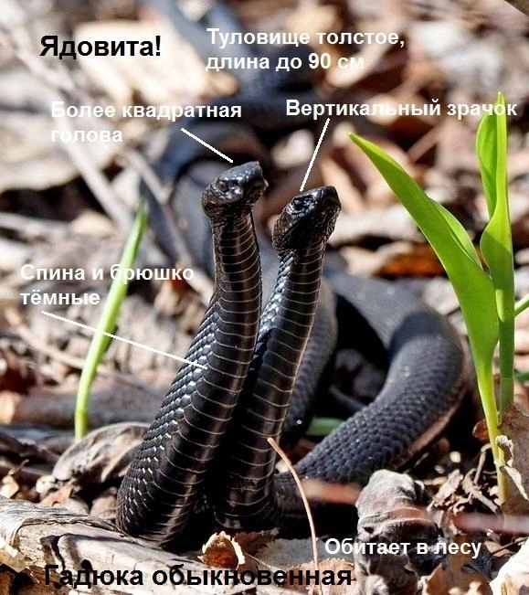 Источник: Национальный парк «Самарская Лука» / vk.com