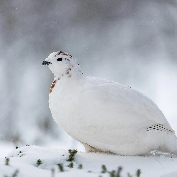 Источник: Jarmo Manninen / Vuoden Luontokuva 2025