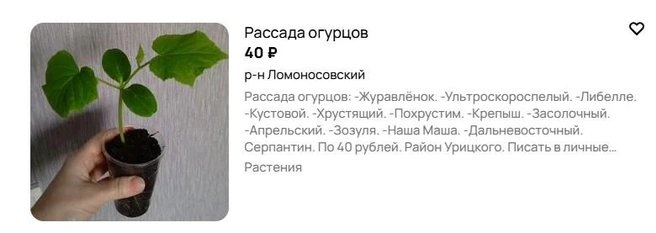 Источник: Avito.ru