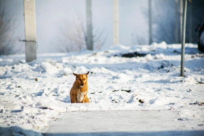 Иркутская область приняла закон об умерщвлении собак