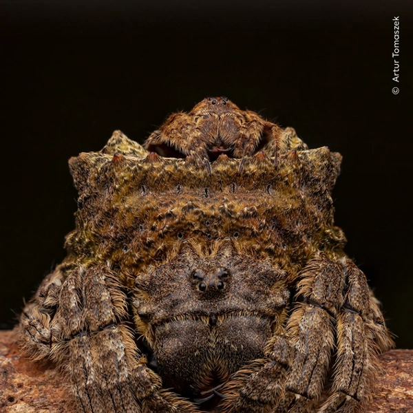 Маленький самец паука из рода Caerostris притаился на самке, ожидая, когда она закончит линьку и будет готова к спариванию. Остров Пхукет, Таиланд | Источник: Artur Tomaszek / Wildlife Photographer of the Year 2025