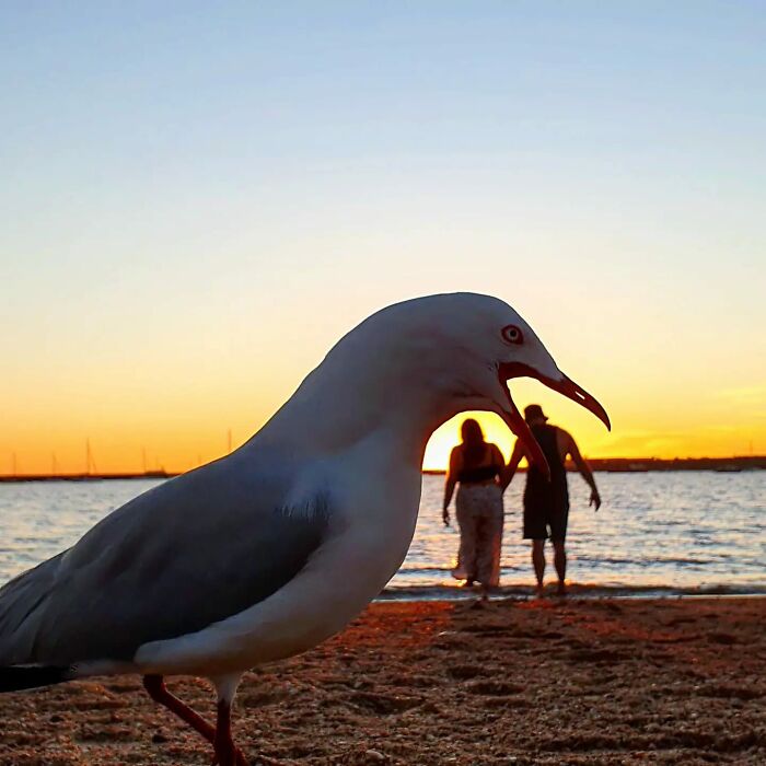 10 смешных фото птиц, которые обескуражили фотографа
