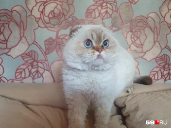 У потеряшки большие голубые глаза | Источник: Евгения Сысолятина