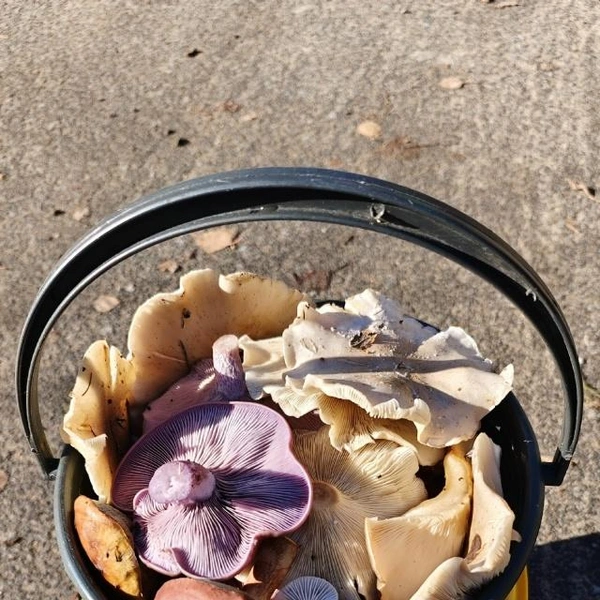 Источник: Сергей Шатров / Грибы в Подмосковье 2025 / VK.com