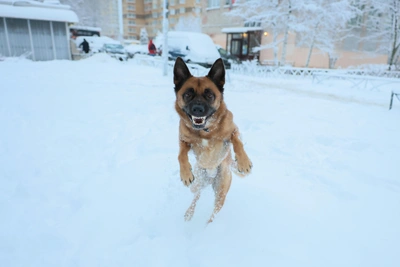 Погода в Иркутске на выходные будет зимней, но комфортной