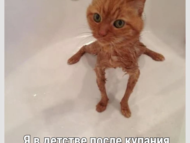 Большое такое, махровое | Источник: Городские медиа