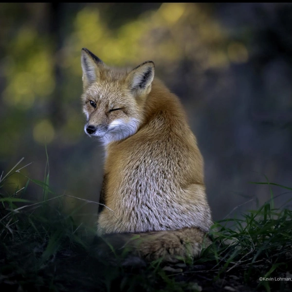«У меня все пучком!» | Источник: Kevin Lohman / Comedy Wildlife Photography Awards 2022