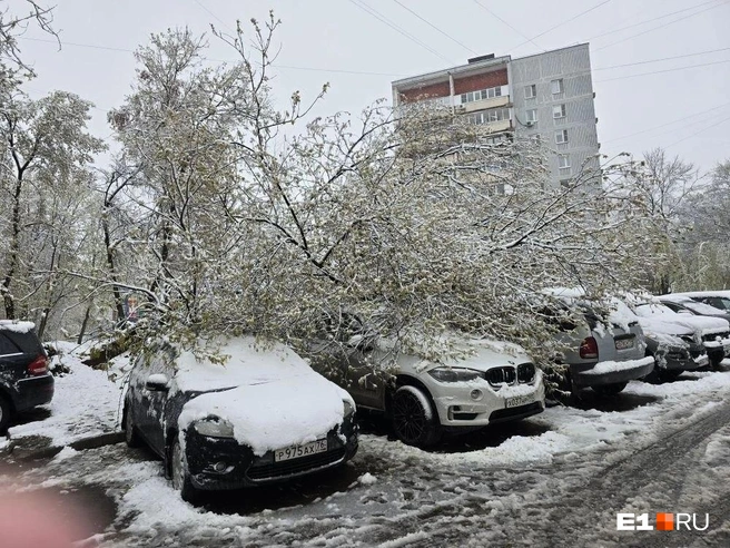 Вот что в Москве натворила непогода | Источник: читатель MSK1.RU
