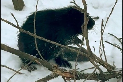 Бобер на Черной речке может атаковать людей