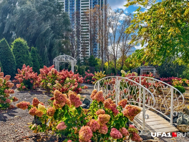 Целая фотозона с гортензиями | Источник: Булат Салихов / UFA1.RU
