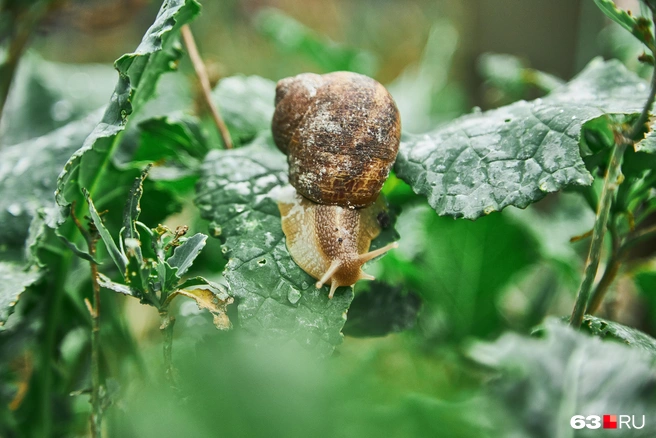 Улитка-улитка, расскажи свои секреты! | Источник: Роман Данилкин / 63.RU