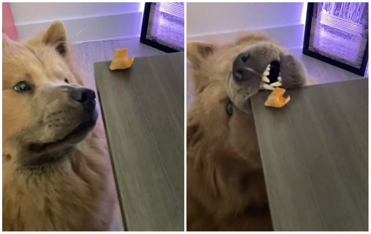 Пес безуспешно пытается стащить с края стола кусочек пиццы, но не сдается (видео)
