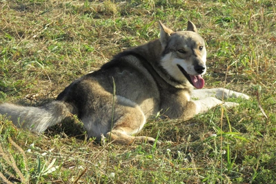 Власти Ульяновской области компенсировали укус собаки ребенку