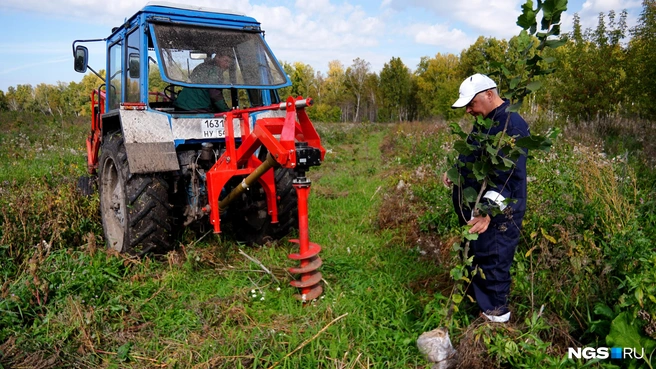 Для высадки фундука аграрию потребовался трактор | Источник: Антон Дигаев / NGS.RU