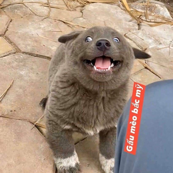 Котопес: щенок с необычной мимикой покорил Instagram (запрещенная в России экстремистская организация)