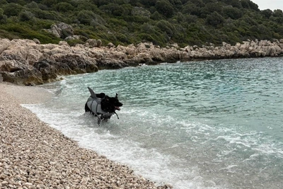 Rescued Ural Pets Travel the World