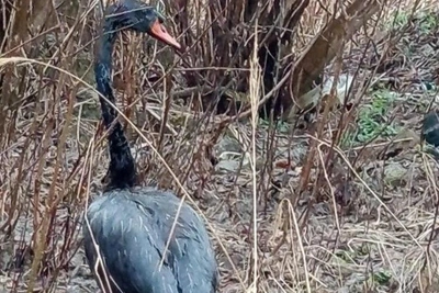 В Уфе скончался лебедь, испачканный в нефтепродуктах