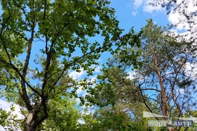 В Благовещенске спасателей вызвали из-за мужчины на дереве