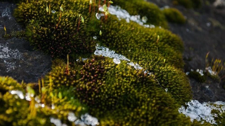 Источник: Anna Amzarakova/Shutterstock/Fotodom.ru