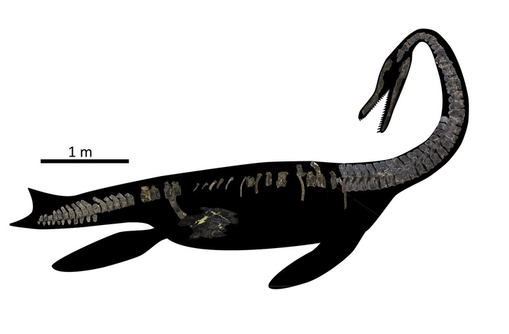 Гибрид змеи с крокодилом: пылившийся в музее скелет оказался новым видом морских динозавров