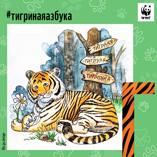 Фото №4 - Тигры от А до Я: WWF России и Woman.ru выпустили карточки об амурском тигре