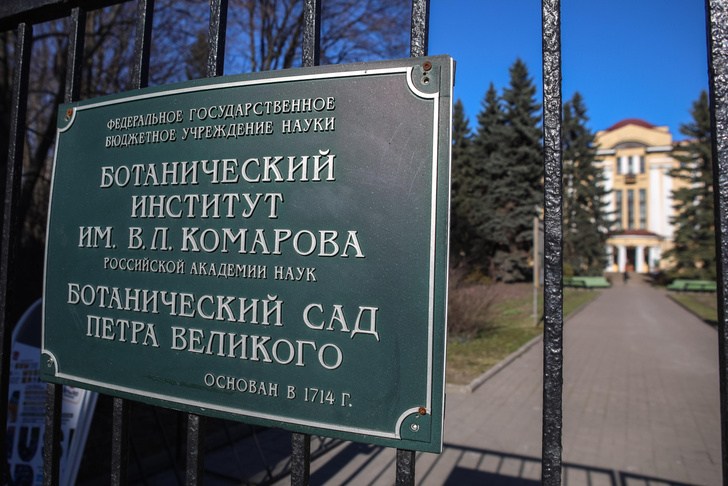 Ботанический сад Петербурга нанимает волонтеров, чтобы защитить сакуру от эротических фотосъемок