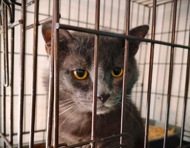 Кот Хомка едва не умер на морозе | Источник: Предоставила куратор кота Ольга