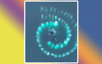 Горбатые киты нарисовали на морской глади спираль Фибоначчи