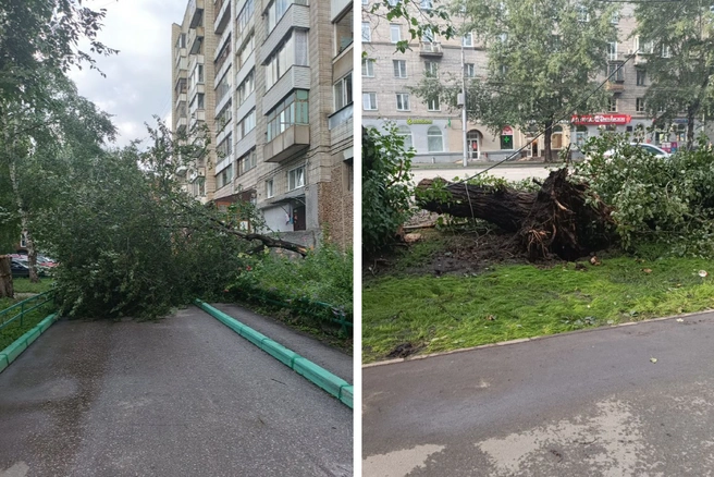 Крупные деревья упали рядом с домами на Титова, 1 и Титова, 12 | Источник: читатель НГС