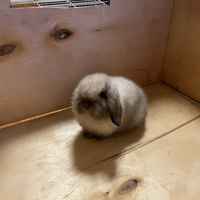 Аватарка Арина