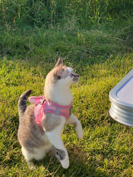 Ириска самая характерная кошечка. Внешность милой блондинки с голубыми как лед Байкала глазами очень обманчива | Источник: Ангелина Жернакова