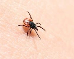 Активность клещей в Красноярске ниже прошлогодней | ngs24.ru