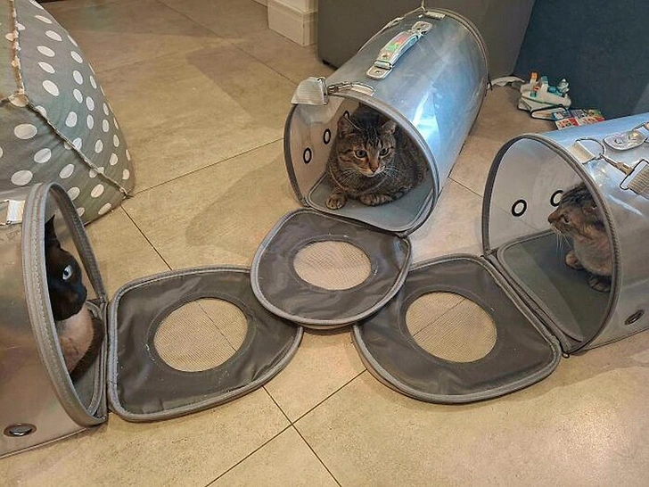 Самые смешные фото котов — март 2026 года | Источник: соцсети