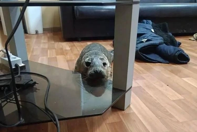 Тюлененка, сразившегося с рыбой, забрали на реабилитацию