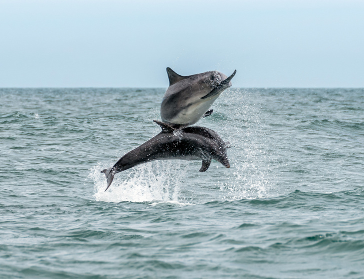 Нападают ли дельфины на людей?
