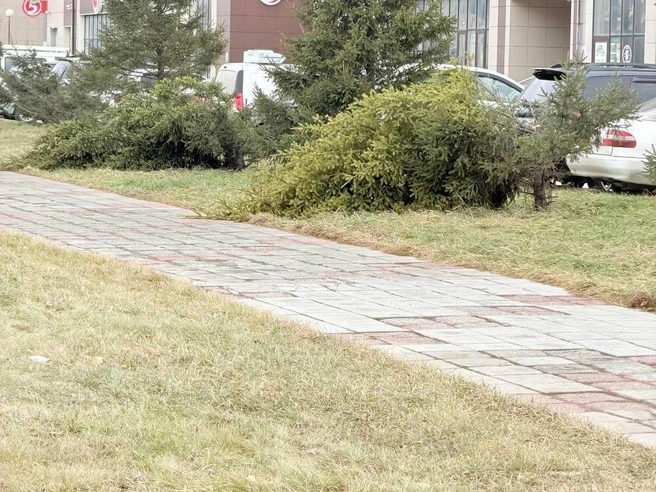 Ели запечатлены с другого ракурса | Источник: «Новосибирск с огоньком» / Telegram