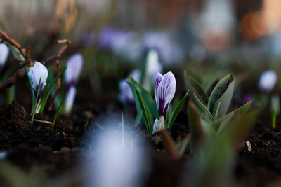 Весенняя погода придет в Москву с 10 марта
