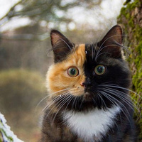 Аватарка melnikx