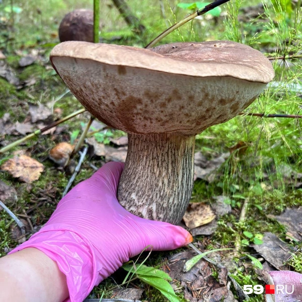 Гигант-грибище | Источник: Елена Галина, читатель 59.RU