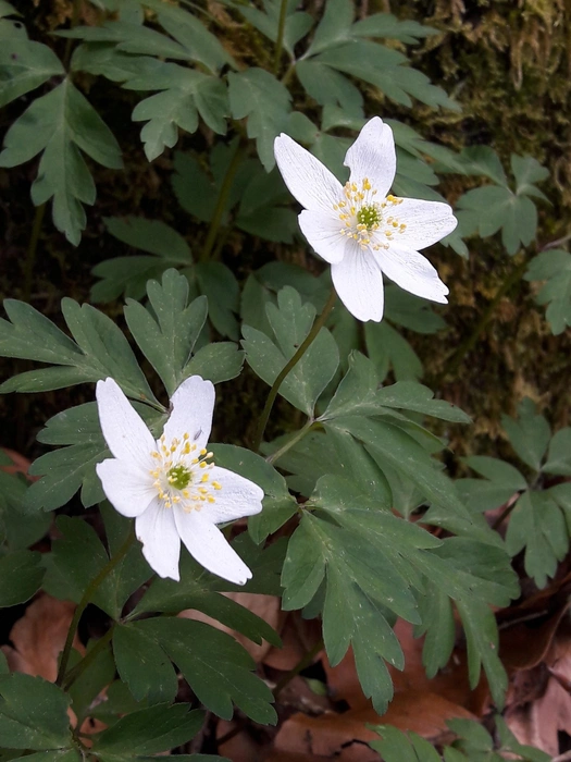 Ветреница дубравная (Anemone nemorosa) | Источник: Denis Bastianelli / CC BY-SA 4.0