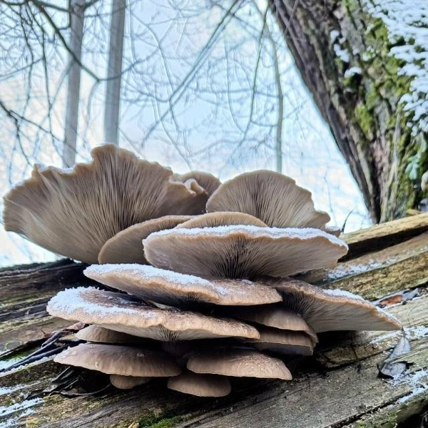 Источник: Ирина Холодович / Грибы в Подмосковье 2025 / VK.com