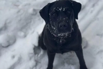 В Новосибирске продают обученного лабрадора-ретривера за 150 тыс.