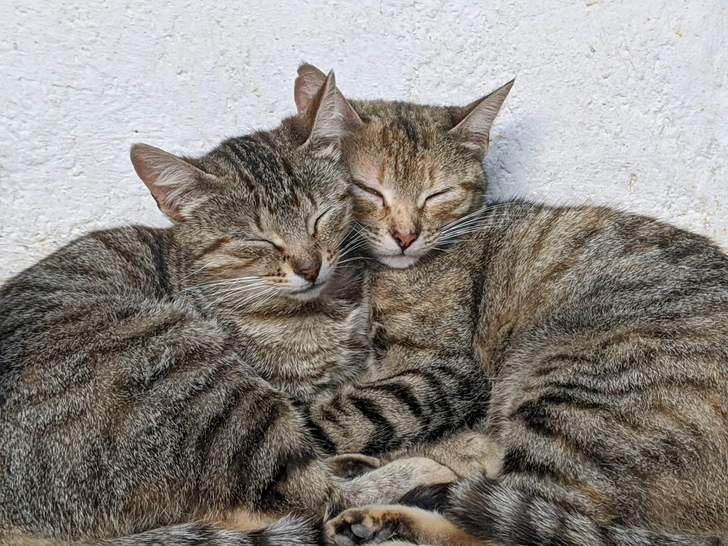 Почему кошки так много спят? | Источник: Unsplash
