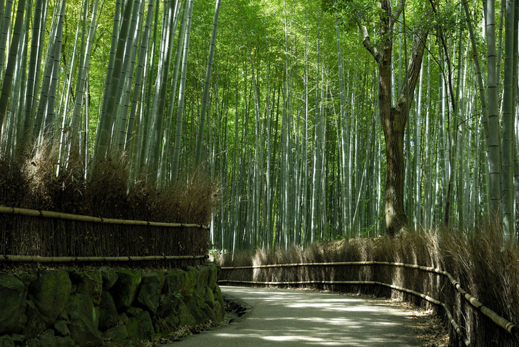5 главных ценностей японской культуры, которые помогают стать ближе к природе