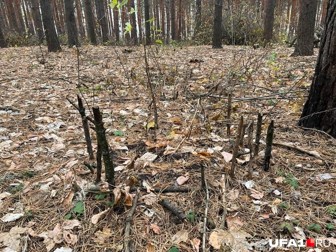 Всё, что осталось от одной из могил | Источник: Екатерина Чижик